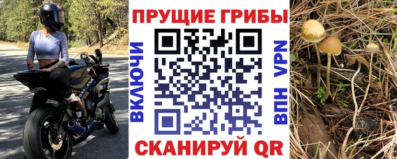 купить наркотики цена  Элиста  hydra ссылки  Галлюциногенные грибы MAGIC MUSHROOMS 